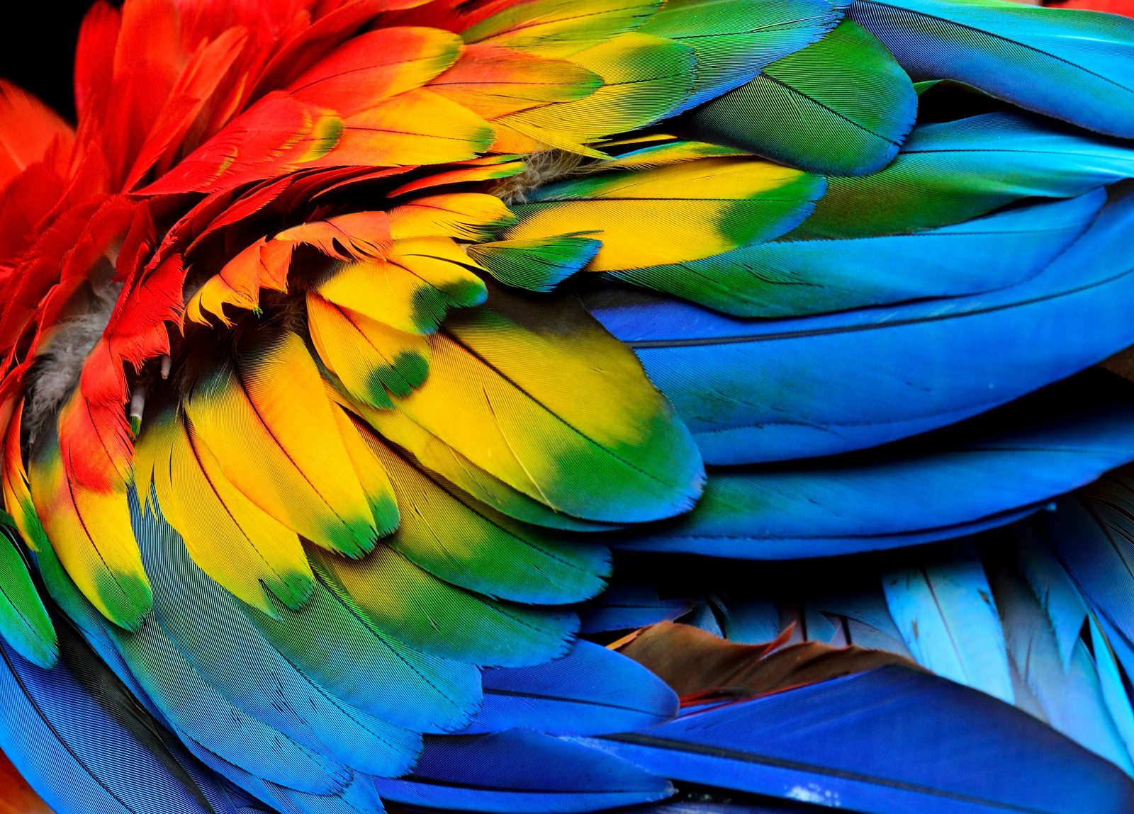 Comment Les Oiseaux Ont Reçu Leurs Couleurs — Mns² 