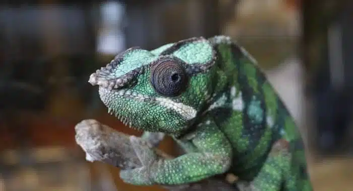 Cameleon